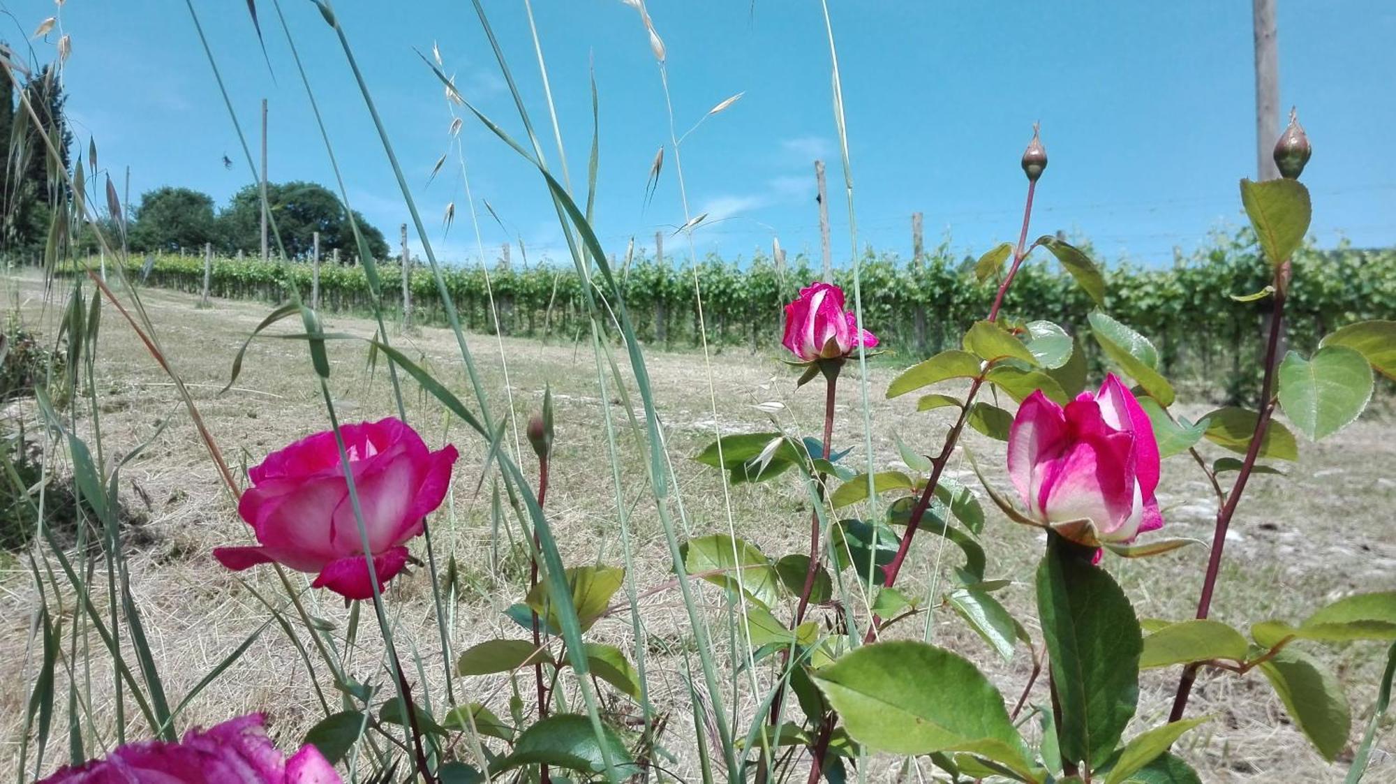 Villa Buonasera Agriturismo Greve in Chianti Eksteriør bilde
